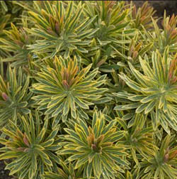 Euphorbia ascot rainbow